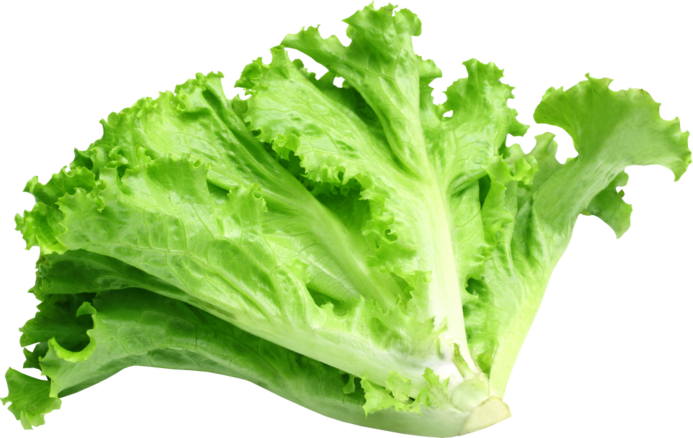 Fresh Organic Lettuce